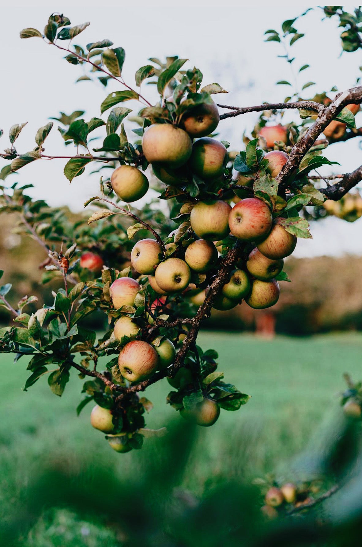 Apple Spritz - Concrete Candle